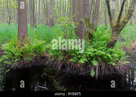 Erle Carr, Europäische Erle/schwarz Erlen (Alnus glutinosa) im Frühjahr, Sachsen-Anhalt, Deutschland Stockfoto