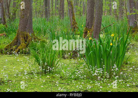 Erle Carr schwarzen Erlen und Wasserpflanzen wie gelbe Flagge (Iris pseudacorus) und Wasser violett/featherfoil (Hottonia palustris) Stockfoto