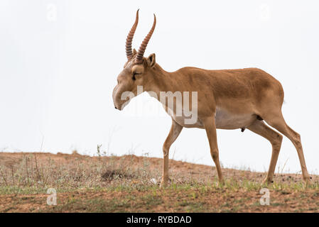 Leistungsstarke saiga männlich. Saiga tatarica ist in das Rote Buch, Chyornye Zemli (Schwarz landet) Naturschutzgebiet, Kalmückien Region, Russland aufgeführt Stockfoto