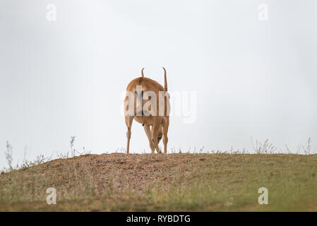 Leistungsstarke saiga männlich. Saiga tatarica ist in das Rote Buch, Chyornye Zemli (Schwarz landet) Naturschutzgebiet, Kalmückien Region, Russland aufgeführt Stockfoto