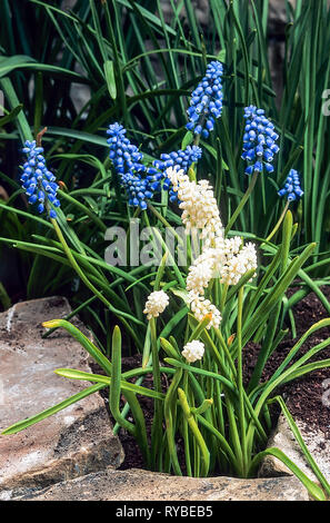 Muscari armeniacum eine mehrjährige Pflanze mit leuchtend blauen Blütenstände mit whute gespitzte Mund Muscari botryoides f. Album eine Staude mit schlanken weißen Blütenständen Stockfoto