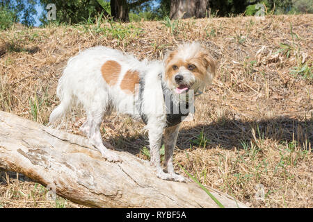 Jack Russell Kreuz, das sich auf einen gefallenen anmelden. Stockfoto