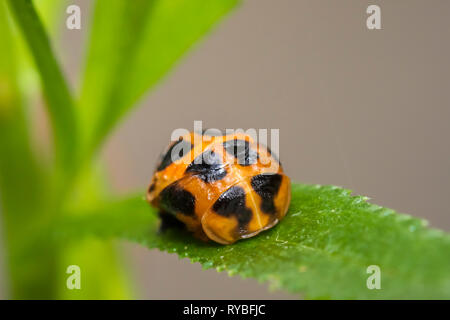 Marienkäfer Insektenlarven oder pupacloseup. Pupal Stadium auf grüne Vegetation Nahaufnahme. Stockfoto