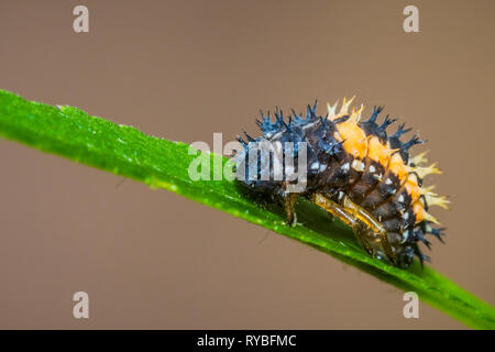 Marienkäfer Insektenlarven oder pupacloseup. Pupal Stadium auf grüne Vegetation Nahaufnahme. Stockfoto