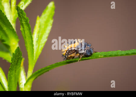 Marienkäfer Insektenlarven oder pupacloseup. Pupal Stadium auf grüne Vegetation Nahaufnahme. Stockfoto