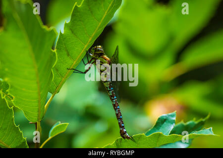Nahaufnahme eines südlichen oder blau Aeshna cyanea Hawker weiblichen Dragonfly Ruhestätte unter Blätter in einem Baum in einem Wald an einem sonnigen Tag. Stockfoto