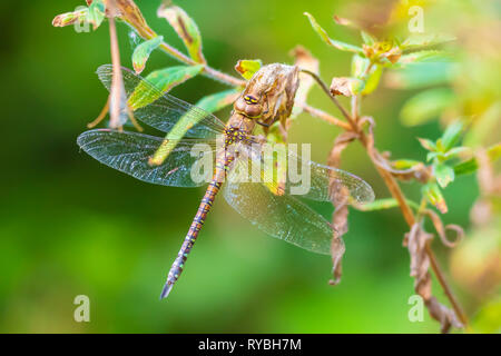 Nahaufnahme eines weiblichen Migranten hawker Aeshna mixta ruhen unter Blätter in einem Baum in einem Wald an einem sonnigen Tag. Stockfoto