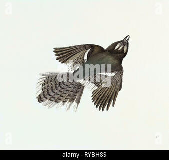 Blue Jay neunzehnten Jahrhunderts Gravur Stockfoto