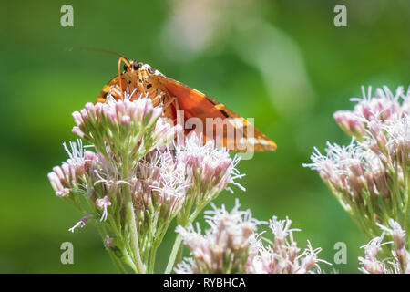 In der Nähe des Jersey Tiger Butterfly, Euplagia quadripunctari, Fütterung Nektar auf einer Blume. Dies ist ein Tag - fliegen Motten Stockfoto