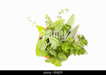 Frische Kräuter auf weißem Hintergrund Stockfoto