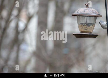 Getuftete Meise hängend auf Eisen post in der Nähe von Bird Feeder Stockfoto