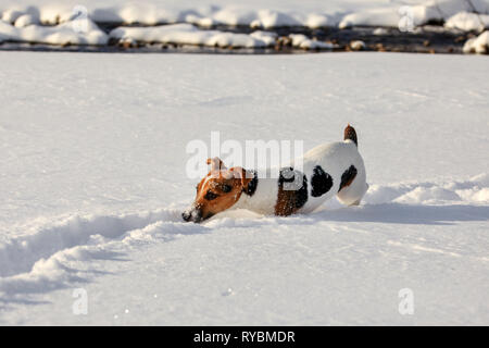 Kleine Jack Russell Terrier Hund Waten in tiefem Schnee, Eiskristalle o Ihre Nase Stockfoto