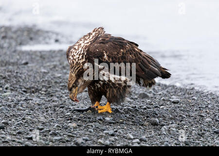 Weißkopfseeadler Haliaeetus leucocephalus, Juvenile, Stockfoto