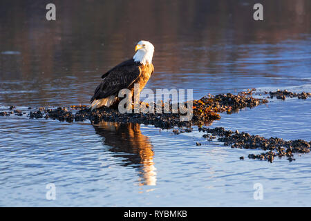 Weißkopfseeadler Haliaeetus leucocephalus, Stockfoto