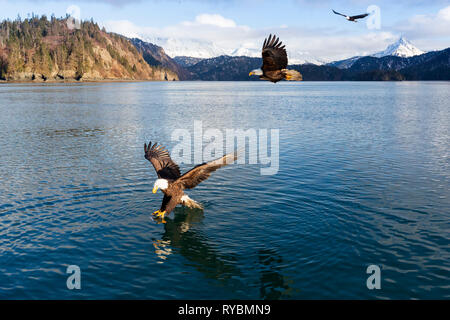 Weißkopfseeadler, Haliaeetus leucocephalus, Angeln in China Poot Bay, Alaska Stockfoto