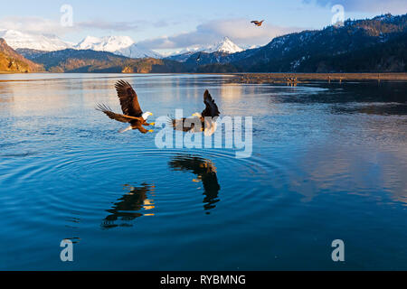 Weißkopfseeadler, Haliaeetus leucocephalus, im Flug Stockfoto