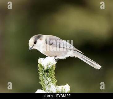 Kanada Jay, Perisoreus canadensis Stockfoto