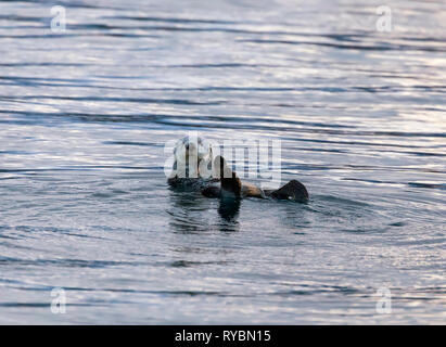 Sea Otter, Enhydra lutris Stockfoto