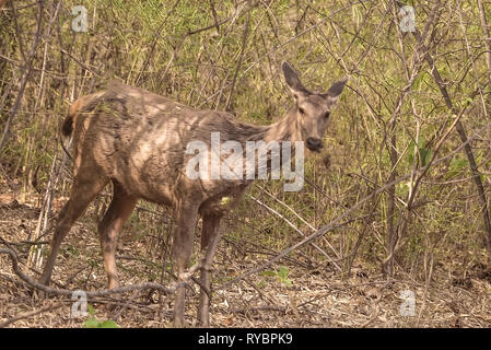 Doe, weiblich, Sambar Hirsche,, in, Dickicht Bambuswald, Mittag, Tadoba, Nationalpark, Maharastra, Indien. Stockfoto