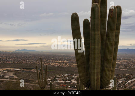 Große Saguaro Kaktus mit Blick auf die weitläufige Stadt Tucson bei Sonnenaufgang Stockfoto