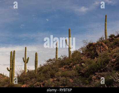 Mondaufgang über große Saguaro Kaktus auf trockenen felsigen Abhang Stockfoto