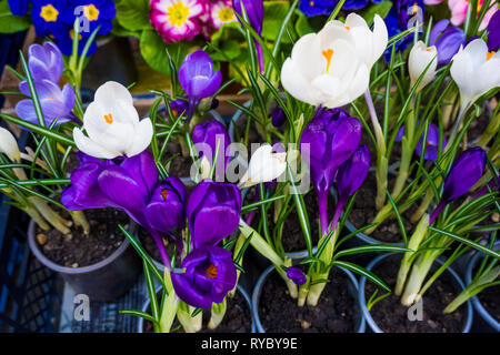 Schönen ersten Frühlingsblumen Krokusse blühen Stockfoto
