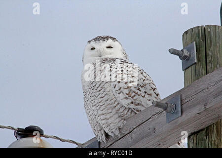 Vögel von Nordamerika. Schnee-eule (Bubo scandiacus) Stockfoto