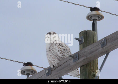 Vögel von Nordamerika. Schnee-eule (Bubo scandiacus) Stockfoto