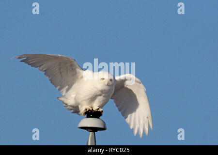 Vögel von Nordamerika. Schnee-eule (Bubo scandiacus) Stockfoto