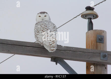 Vögel von Nordamerika. Schnee-eule (Bubo scandiacus) Stockfoto