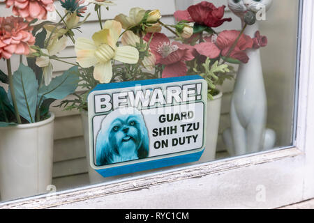 "Passen Sie auf! Guard Shih Tzu auf Aufgabe', melden Sie sich im Fenster, mit Plastikblumen im Hintergrund Stockfoto