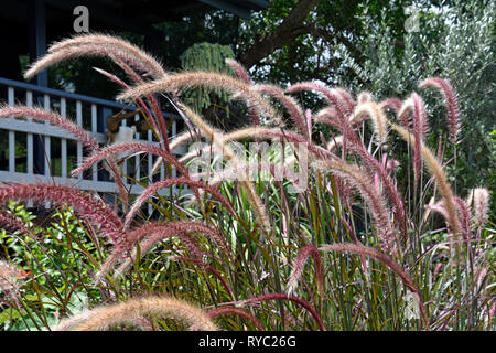 Lila GRAS, garten anlage Stockfoto