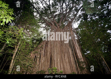 Curtain Fig Tree, Atherton Tablelands, Far North Queensland, Australien Stockfoto