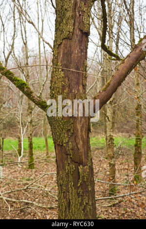 Laubbäume durch graue Eichhörnchen Devon VK beschädigt Stockfoto