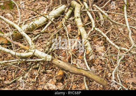 Laubbäume durch graue Eichhörnchen Devon VK beschädigt Stockfoto