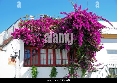 CONIL DE LA FRONTERA, SPANIEN - 14. SEPTEMBER 2008 - ziemlich Bougainvillea Blüte oben ein Stadthaus, Fenster, Conil de la Frontera, Cadiz Provinz, Anda Stockfoto
