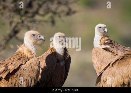 Gänsegeier (Tylose in Fulvus) Gruppe am Boden. Lleida Province. Katalonien. Spanien. Stockfoto