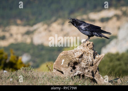 Kolkrabe (Corvus Corax) nach Aufruf von stumpf in Berg Lebensraum. Pre-Pyrenees. Lleida Province. Katalonien. Spanien. Stockfoto