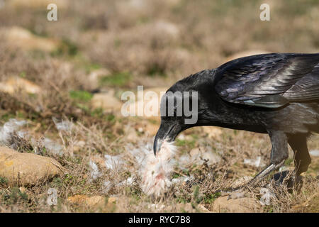 Kolkrabe (Corvus Corax) Fütterung auf Masse. Pre-Pyrenees. Lleida Province. Katalonien. Spanien. Stockfoto