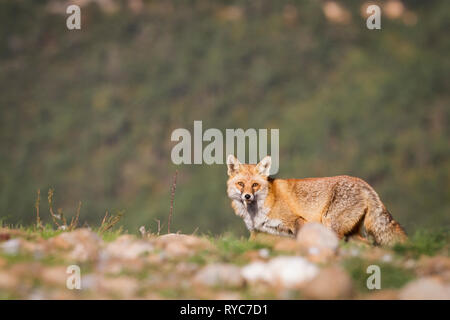 Red Fox (Vulpes vulpes) auf der Suche nach Nahrung auf die Geier Futterstelle. Pre-Pyrenees. Lleida Province. Katalonien. Spanien. Stockfoto