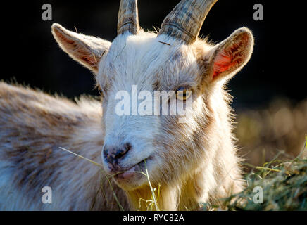 Porträt eines erwachsenen Pygmy goat in der Frühlingssonne, Schottland Stockfoto