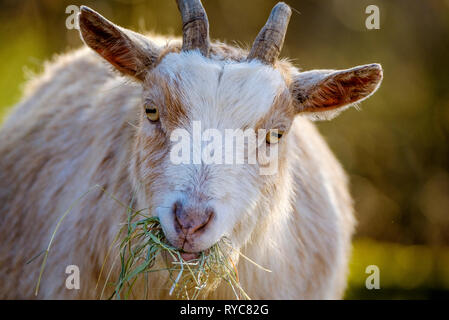 Porträt eines erwachsenen Pygmy goat in der Frühlingssonne, Schottland Stockfoto