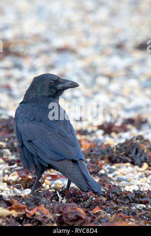 Nebelkrähe (Corvus corone), am Strand von Marazion, Cornwall, England, Großbritannien. Stockfoto