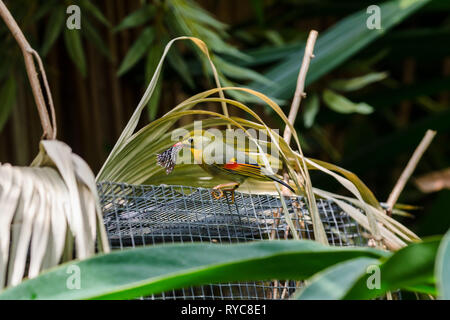 Der rot-schnabelige Leiothrix (Leiothrix Lutea)-Vogel fängt einen Schmetterling und steht auf einem Stahlkäfig in einem Park im Zoo von Toronto Stockfoto