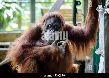 Sumatra Orang-Utans (Pongo pygmaeus abelii), dem Zoo von Toronto, Kanada Stockfoto