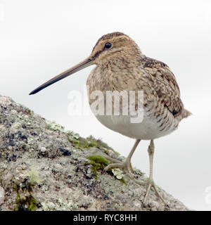 Bekassine (Gallinago gallinago) hoch auf einem Felsen, Drift Reservoir, in der Nähe von Newlyn, Cornwall, England, Großbritannien. Stockfoto