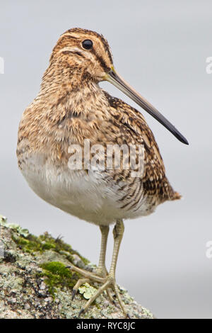 Bekassine (Gallinago gallinago) hoch auf einem Felsen, Drift Reservoir, in der Nähe von Newlyn, Cornwall, England, Großbritannien. Stockfoto