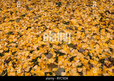 Herbst Laub von Ginkgo Bäume, Deutschland. Herbstlaub von Ginkgo Baeumen, Deutschland. Stockfoto