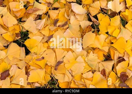 Herbst Laub von Ginkgo Bäume, Deutschland. Herbstlaub von Ginkgo Baeumen, Deutschland. Stockfoto