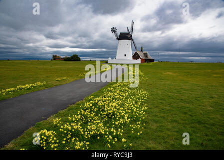 Narzissen in Lytham Mühle wie Wolken drohen mit Regen in Lytham St Annes, Lancashire Stockfoto